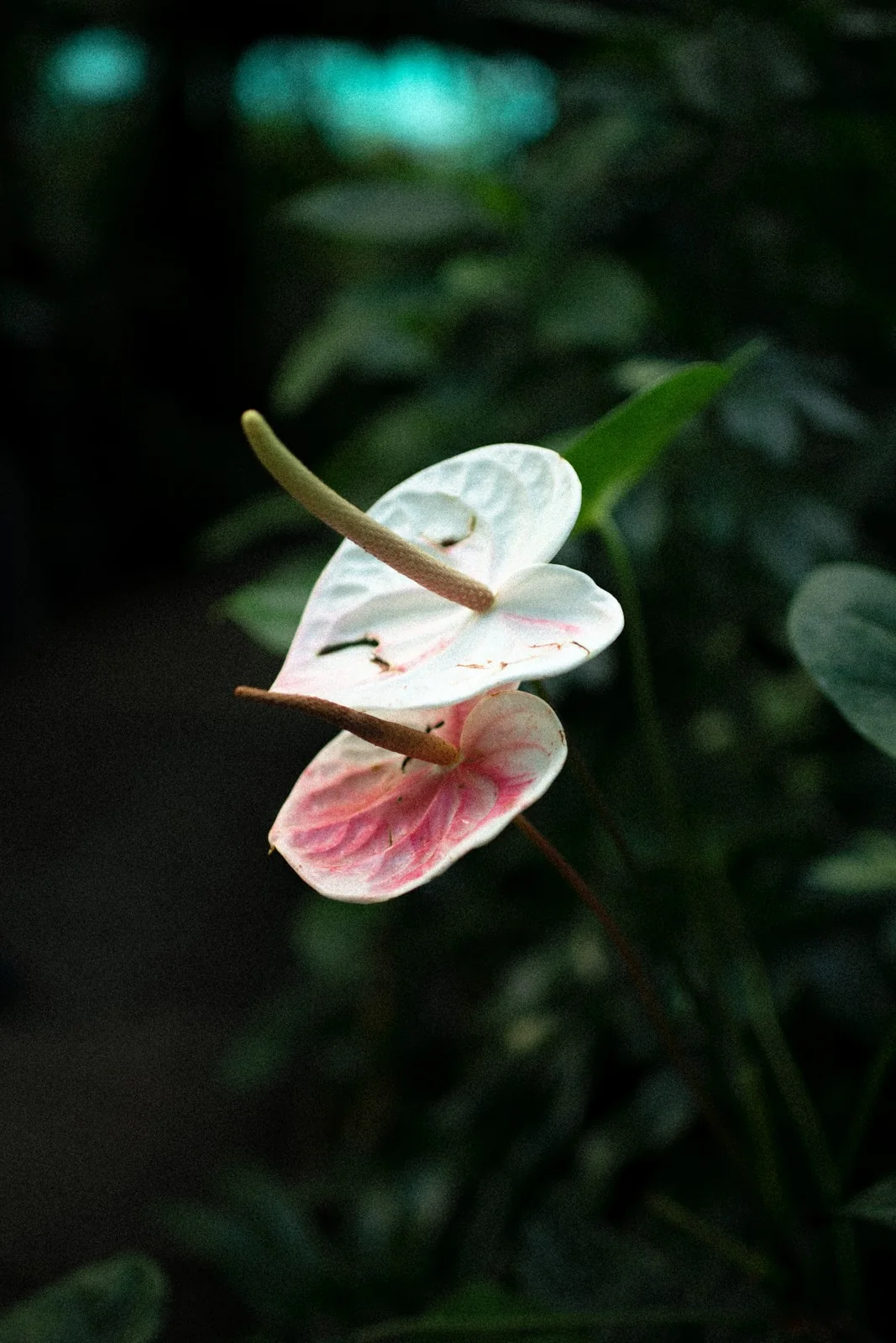 Botanical study