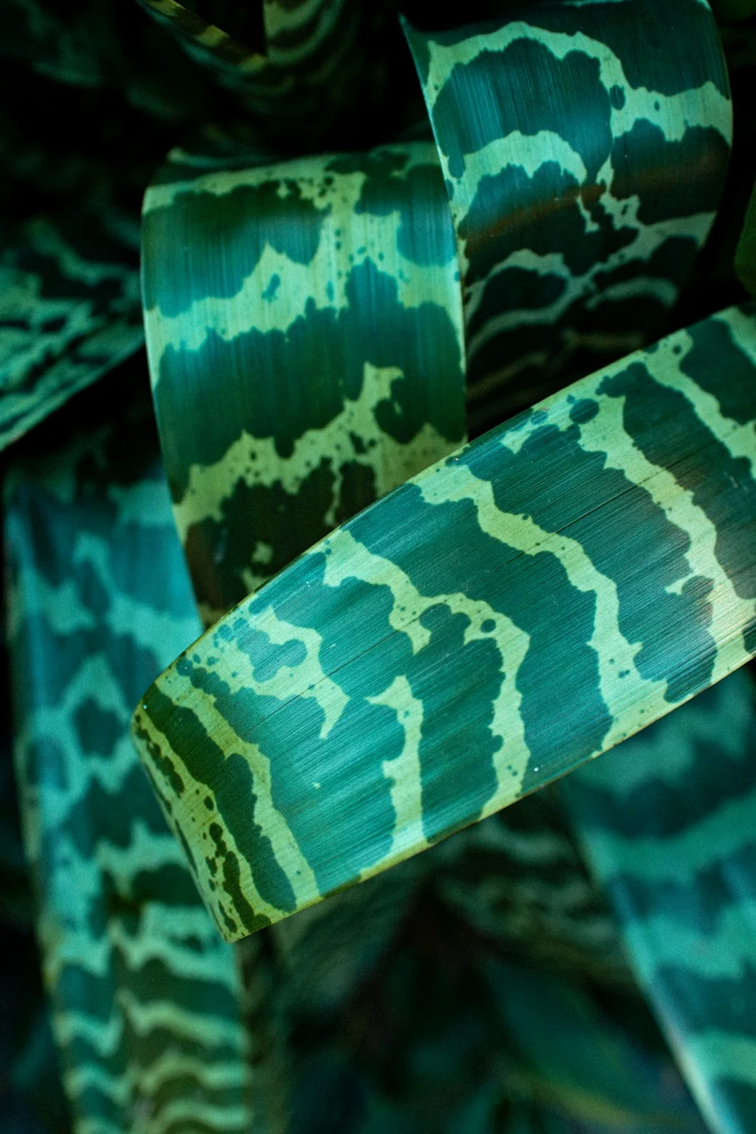 Patterned leaves
