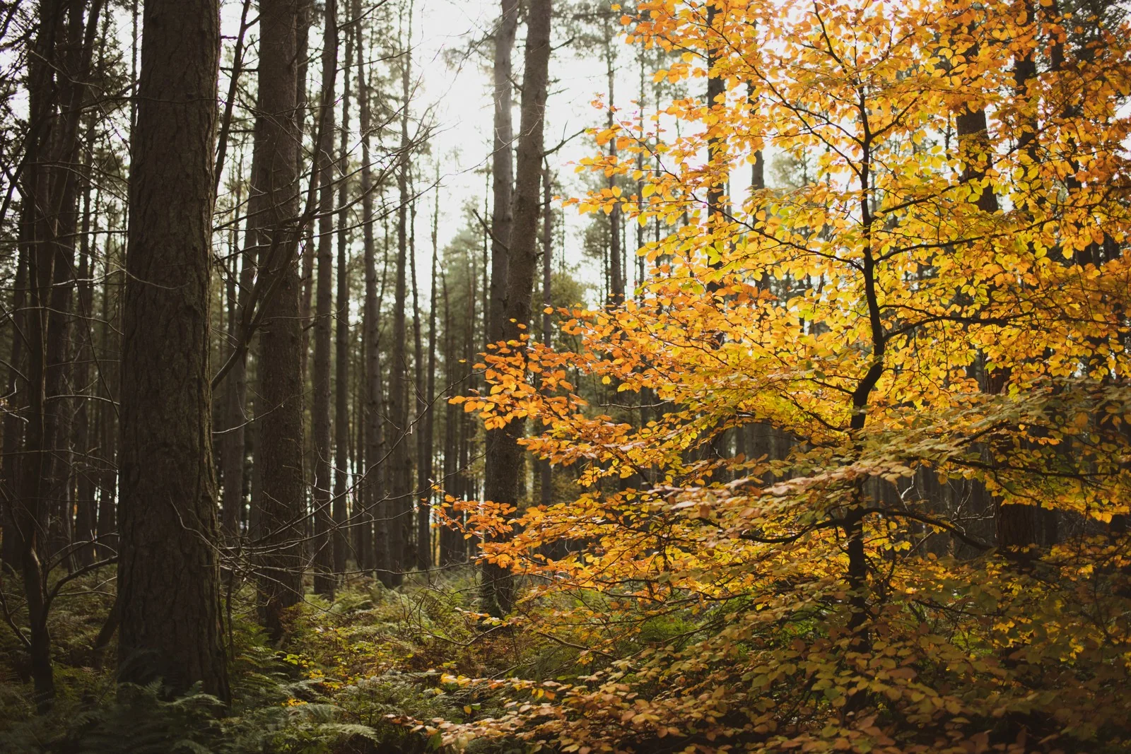 Golden woodland