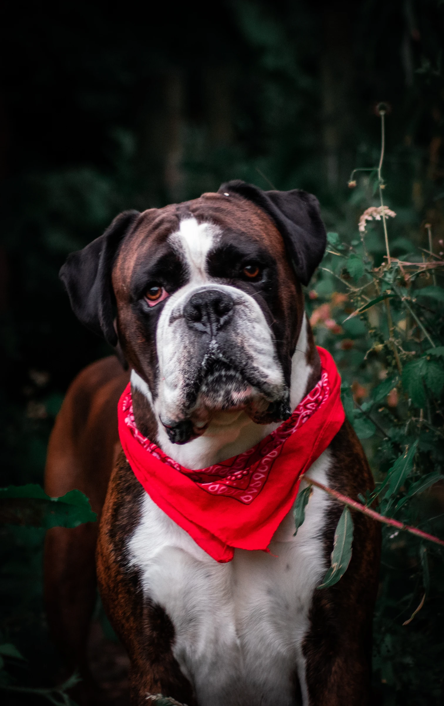 Boxer wearing a red bandana against deep green foliage