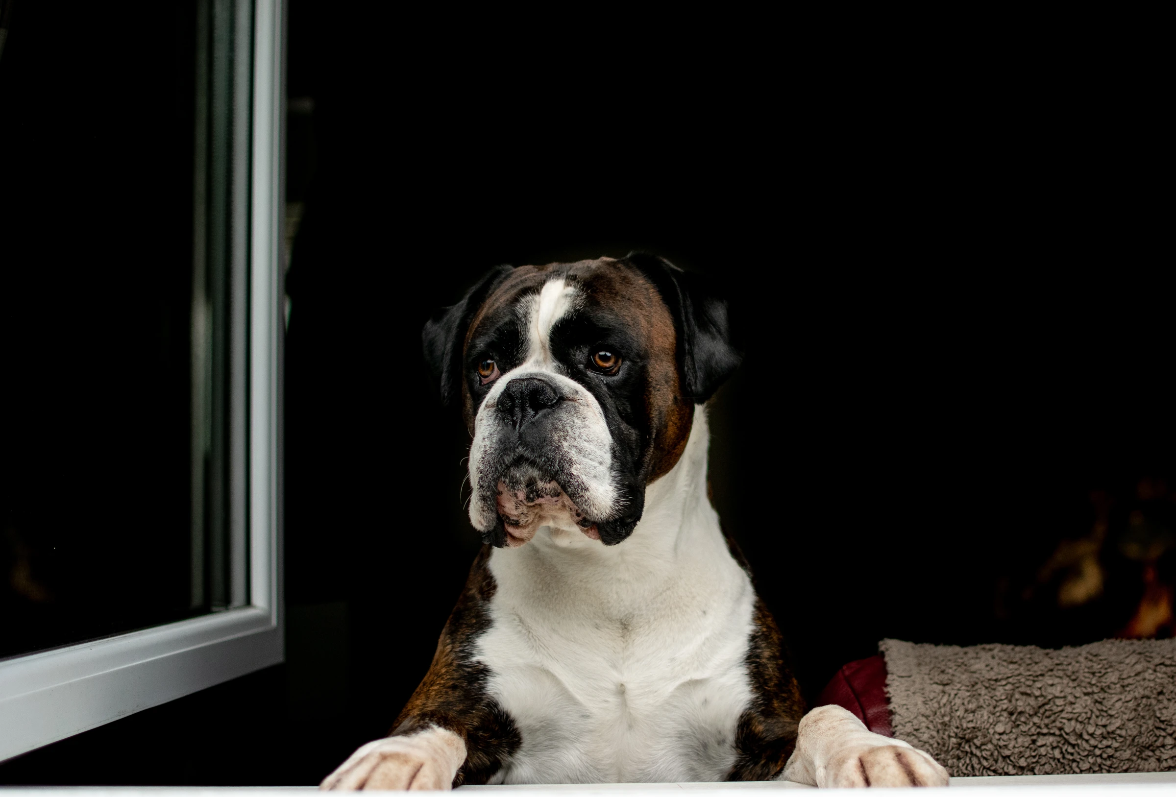Boxer resting its paws on a window ledge and looking outside