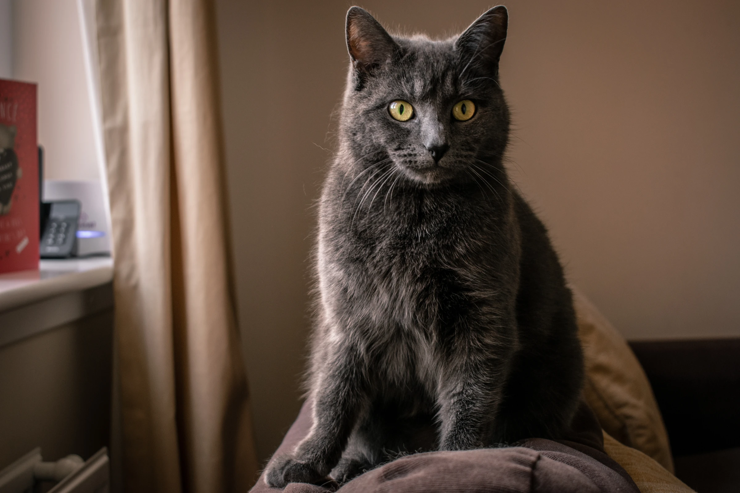 Grey cat with yellow eyes sitting beside a window