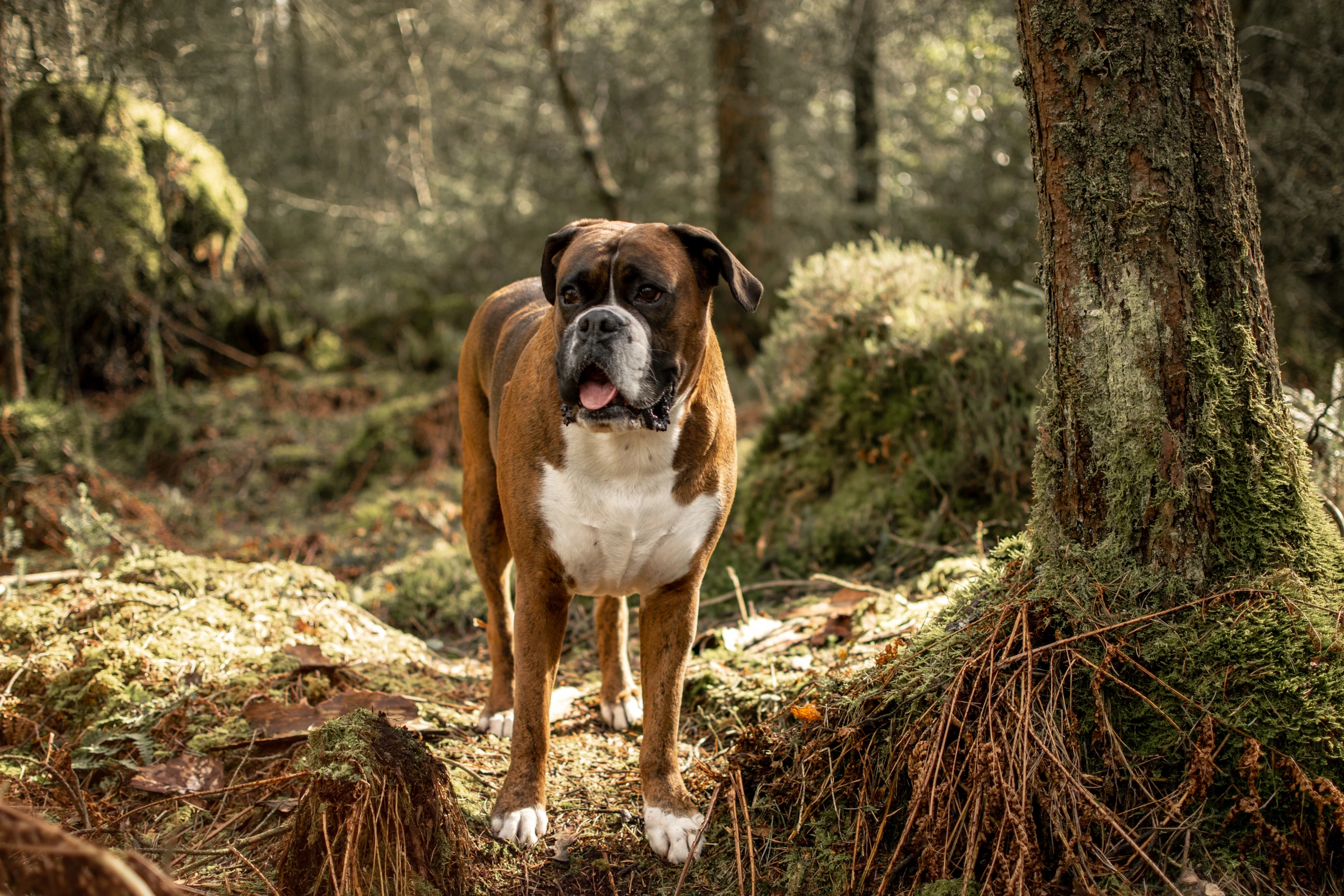 Brown boxer standing in a softly lit woodland clearing