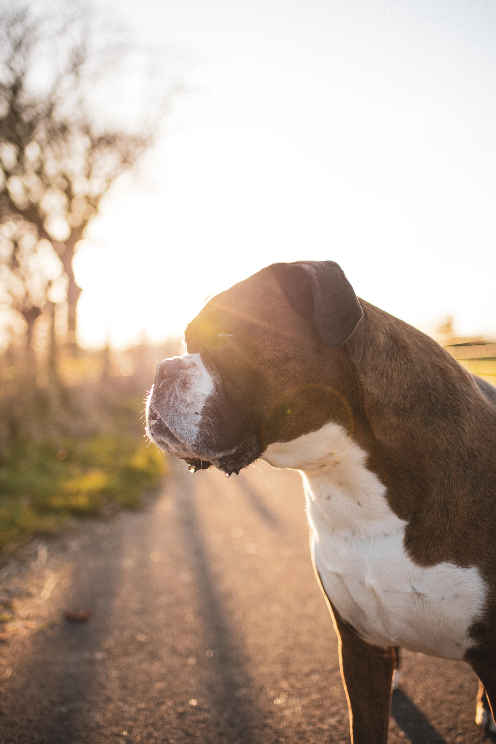 Boxer in profile with low golden sunlight behind