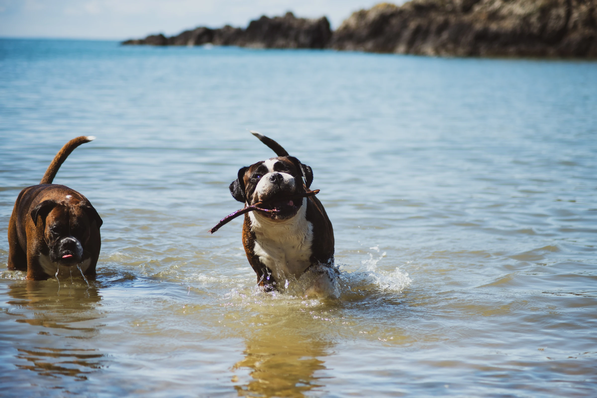 Two boxers wading in blue water, one carrying a stick